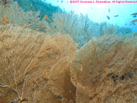 sea fans closeup