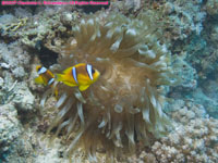 anemone and Red Sea anemonefish