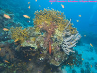 fire coral