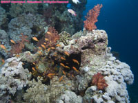 anthias