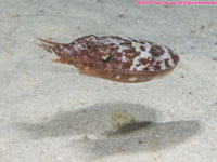 juvenile cuttlefish