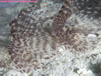 feather duster worms