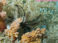 soft coral and sawtooth featherstar