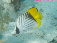 threadfin butterflyfish