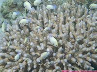 coral head with fish