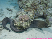 giant moray eel