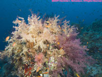 orange and purple soft coral