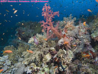 soft coral