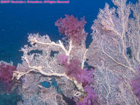 sea fan and soft coral