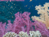 purple and orange soft coral