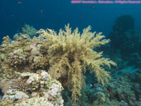 soft coral