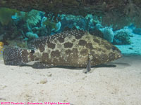 marbled grouper