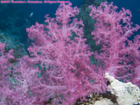 purple soft coral