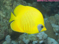 masked butterflyfish