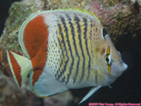 crown butterflyfish