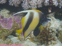 Red Sea bannerfish