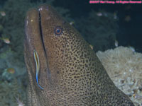 bluestreak cleaner wrasse on giant moray