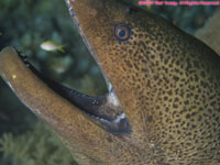 cave cleaner shrimp on giant moray