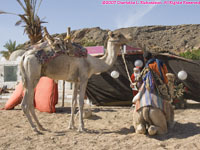 camels and Santa