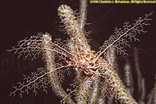 basket star