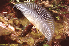 tube worm