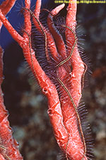 brittle star on sponge