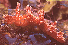 nudibranch