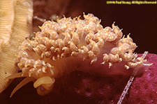 nudibranch