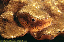 sponge on coral