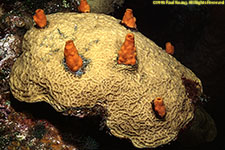 sponges on coral