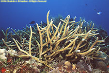 staghorn coral