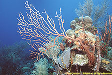 sea fan