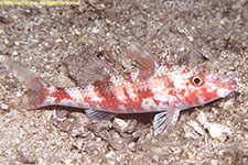 goatfish