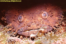 toadfish