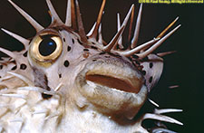 porcupinefish