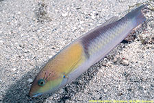 wrasse