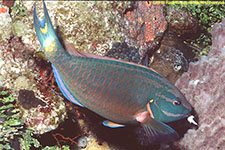 parrotfish