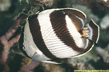 banded butterflyfish