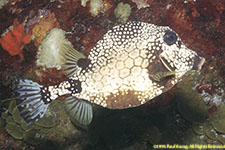 trunkfish