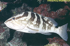 Nassau grouper