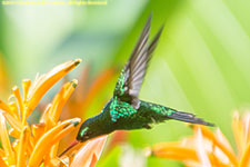 humingbird