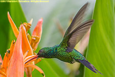 hummingbird