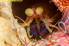 mantis shrimp