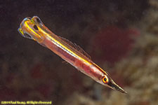 arrow blenny