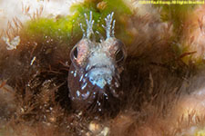 secretary blenny