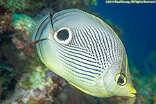 butterflyfish