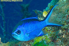 chromis