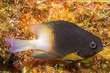 damselfish