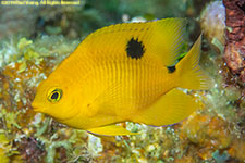 damselfish