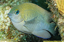 damselfish